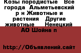 Козы породистые - Все города, Альметьевский р-н Животные и растения » Другие животные   . Ненецкий АО,Шойна п.